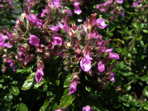 Vivers Càrex - Teucrium lucydris 